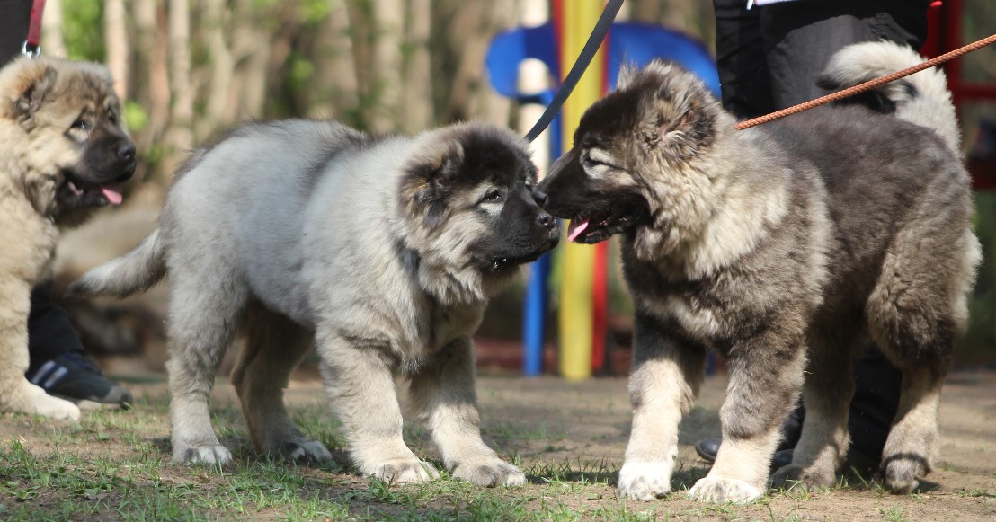cuccioli Cane da Pastore del Caucaso